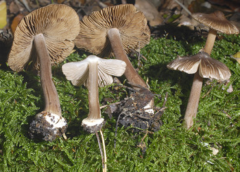 Sternsporiger Rißpilz (Inocybe asterospora ) - © Heinz Prelicz